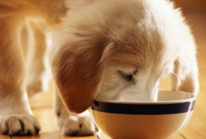 Alimentazione Del Cucciolo Lo Scodinzolo