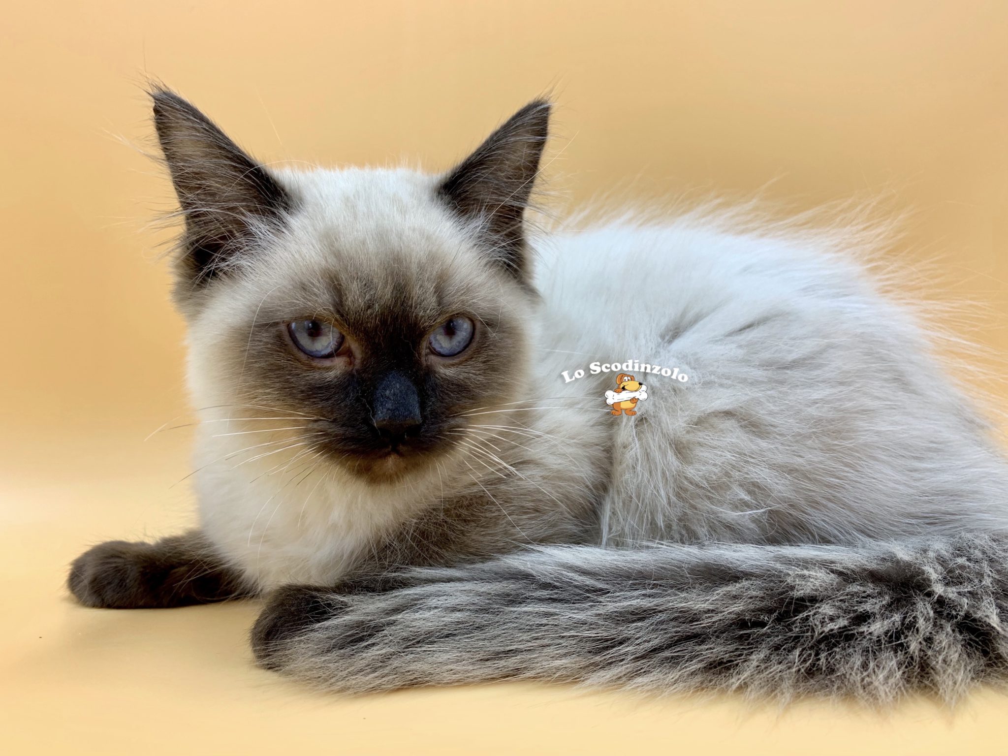 Cuccioli Disponibili Lo Scodinzolo