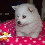 spitz (7)